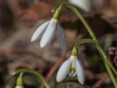 Snödroppe  Snödroppen (Galanthus nivalis) på Kapellets gård. En av de bäst kända arterna i snödroppssläktet i familjen amaryllisväxter. Snödropparna kan konkurrera med vintergäcken om att vara tidigast att blomma. Artnamnet nivalis kommer av latinets nivis (snö) och betyder 'växer vid snö' (Den virtuella floran).