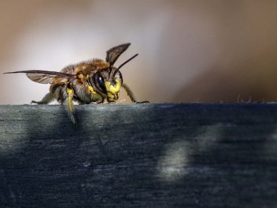 Storullbi  Storullbi på blomlåda på Kapellets gård.