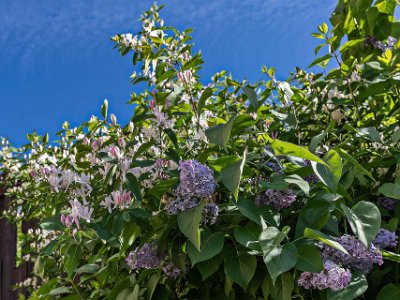 Blommande syrénhäck  Nu blommor både kaprifol och syrén på Kapellets gård.