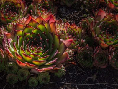 Taklökar på Kapelletsgård  Taklök (Sempervivum tectorum), art i familjen fetbladsväxter. Vid marken har den en rosett av köttiga blad. Blommorna är rosa eller purpurfärgade och sitter på upp till 40 cm höga, fjälliga stjälkar. Taklök härstammar från Sydeuropa. Den odlas som prydnadsväxt (Nationalencyklopedin).