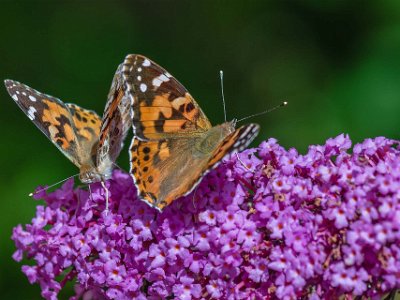 Tistelfjärilar  Tistelfjärilar i buddleja på Kapellets gård.