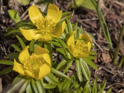 Vintergäck  Vintergäck (Eranthis hyemalis)  på Kapellets gård – tillhör familjen ranunkelväxter. Artnamnet hyemalis kommer av latinets hiemis (vinter) och betyder 'som övervintrar', vilket syftar på att den blommar i snösmältningen (Den virtuella floran).