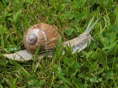 Vinbergssnäcka  Vinbergssnäcka (Helix pomatia), art i familjen storsnäckor, Sveriges största landsnäcka.