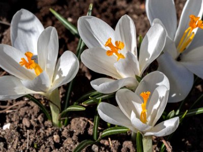 Krokus  Krokus på Kapellets gård.