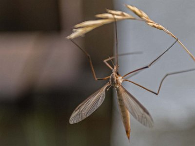 Harkranke på gården  Harkrankar (Tipuloidea) är en överfamilj inom underordningen myggor, vilken omfattar mer än 14 000 arter. Känns igen på sina mycket långa ben och kan vara allt från 2 millimeter ända upp till 100 millimeter långa.