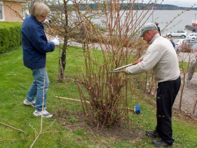 Värstädning 2010: Kristina och Göran  Göran Berg klipper buske.