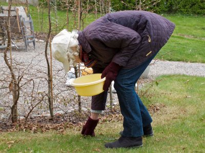 Värstädning 2010: Birgit Bergström rensar  Birgit Bergström rensar vid avenbokshäcken.