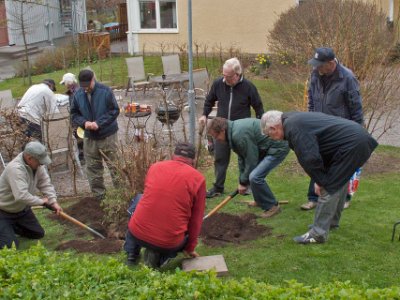 Värstädning 2010: stubbröjning  Stubben efter nyligen bortttaget träd bryts upp.