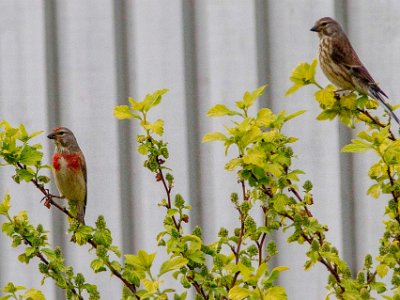 120531–095631  Herr och fru hämpling på ett sällsynt besök på gården 31 maj.