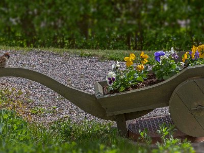 Pilfink  och penséer  Pilfink  och penséer i Göran Bergs kärra på Kapellets gård .