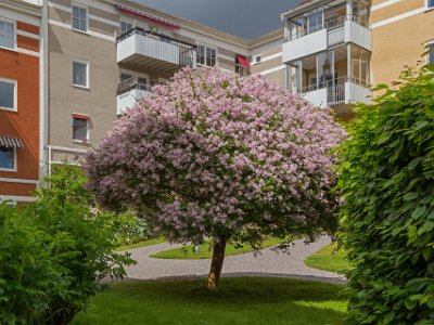 Syrénträd  Syrénträdet blommar 14 juni på Kapellets gård.