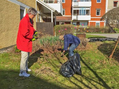 Buskröjning  Lisbeth Simonsson och Kristina Hennix rensar bland rosenbuskar på gården 12 april.
