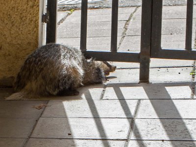 Grävling på Kapellets gård  Katten Juzzi skrämde 12 augusti iväg en grävling på Kapellets gård. Grävlingen lyckades tränga sig ut under gallergrinden.