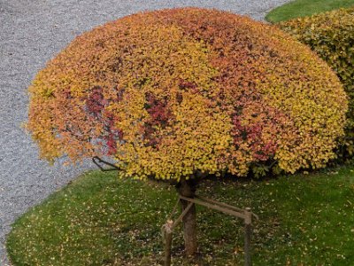 Syrénträd  Syrenträdet på Kapellets gård i höstskrud 21 oktober.