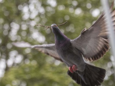 Duva med kvist  Duva flyger in mot bobygge vid vårt balkongtak 7 juni.