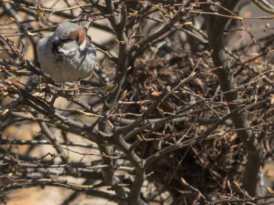 Gråsparvsbo  Bobyggande gråsparv vid redet i avenbokhäcken på gården 28 april.