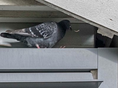 Bobyggande duva  Duvornas bobygge 8 juni under taket på vår balkong riskerade att bli ett sanitärt problem. Därför spikades, innan  boet var helt klart, nät över öppningen.