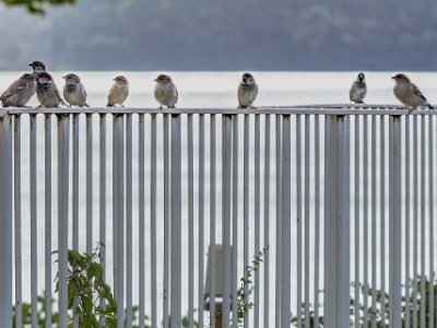 Gråsparvflock  Ett 30-tal unga gråsparvar har kalasat på nysådda ytor i brf Kapellets gräsmatta 19 augusti.