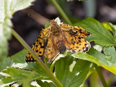 Nykläckt pärlemorfjäril  Nykläckt pärlemorfjäril på Kapellets gård 13 juli.