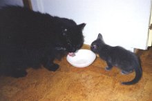 22 lapar inför kattunge Tesse och en av kattungarna 1993