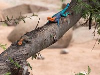 Klippagam, hane och hone i Ruaha nationalpark, Tanzania