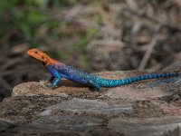 Amarantödla, Ruaha nationalpark, Tanzania