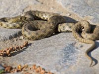 Rutsnok i Rumänien  Rutsnoken är inte giftig för människor, utan har som många andra snokar en ganska skygg natur och undviker konfrontationer. Trots detta dödas många rutsnokar varje år av människor, eftersom den ofta jagar eller solar i områden där människor vistas på sin fritid, som fiskevatten och badstränder (Wikipedia).