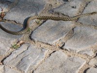 Rutsnok - Natrix tessellata