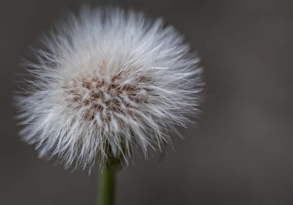 Makro-bilder