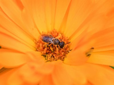 Bi i aster Bi i aster på örtagården i Strängnäs.