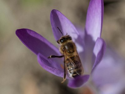 Bisysslor Bi besöker krokusar på Kapellets gård.