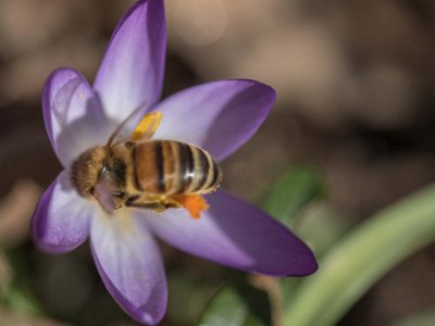 Bisysslor Bi besöker krokusar på Kapellets gård.
