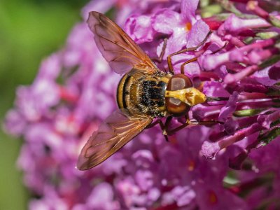 Blomfluga Blomfluga 