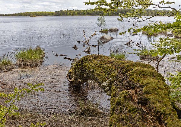 Åsnens nationalpark april 2019