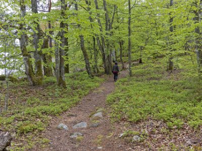 Bjurkärrs naturreservat Bjurkärrs naturreservat ligger på en halvö mitt i sjön Åsnen och är till största delen klädd med bokskog. De äldsta träden är omkring 250 år gamla. Den största...