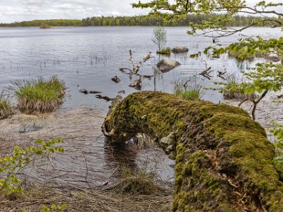 Bjurkärrs naturreservat Fallen veteran vid Åsnensn strand.