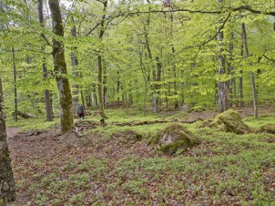 Bjurkärrs naturreservat