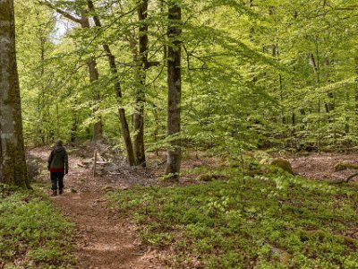 Bjurkärrs naturreservat