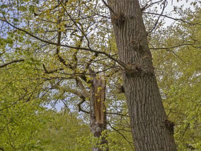 Bjurkärrs naturreservat Blixtskadad överlevare.