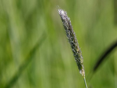 Gräs Ängskavle (Alopecurus pratensis), även kallad tåtel är ett flerårigt, ganska slankt gräs som kan bli drygt en meter högt och som växer i lösa tuvor med strån...