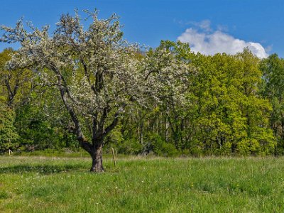 Bålbergsudden Blommande äppelträd på ängen vid Bålbergsudden.