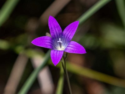 Blåklocka Blåklocka i Björkogsnäs naturreservat .