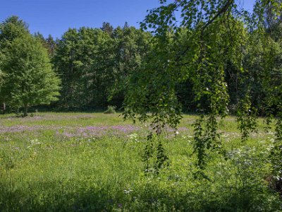 Björskogsnäs naturreservat Blommande äng i Björskogsnäs naturreservat.