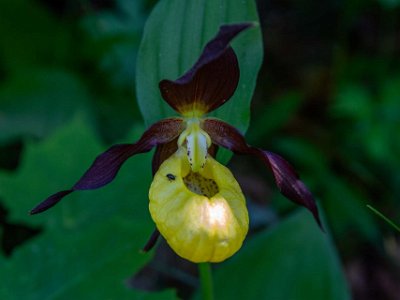 Guckusko Den uppblåsta läppen/toffeln fungerar som ett tillfälligt fängelse för besökande insekter, vilka vid sina ansträngningar att ta sig ut pollinerar blomman; som...