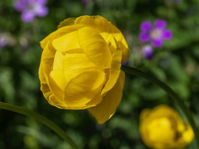 Smörboll Smörboll (Trollius europaeus) i Björskogsnäs naturreservat .