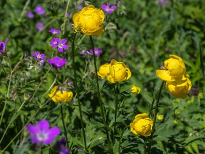 Smörboll Smörbollar (Trollius europaeus) i Björskogsnäs naturreservat .