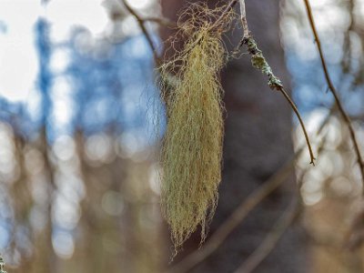 Ekeby naturreservat Skägglaven (Usnea dasypoga) är en av våra mest välkända lavar. Har försvunnit från många platser i södra och mellersta Sverige på grund av luftföroreningar och...