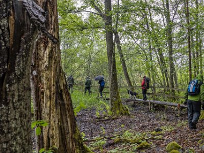 Sörfjärdens naturreservat Blöt spånggång i naturreservatet.