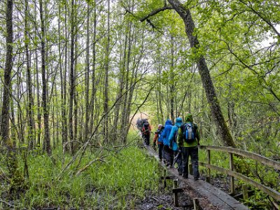 Sörfjärdens naturreservat Blöt spånggång ut i vasshavet.