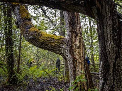 Sörfjärdens naturreservat